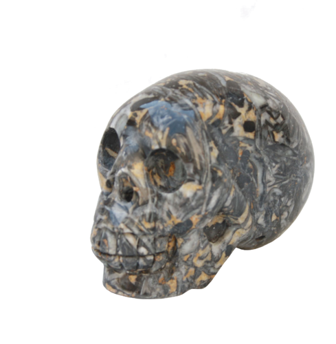 Fossil Shell Totenkopf Skull - 271g